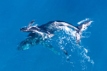 Humpback whales photographed with drone off the coast of Kapalua, Hawaii. Mother whale and her calf splash in the warm Pacific waters as two dolphins join in on then fun. 