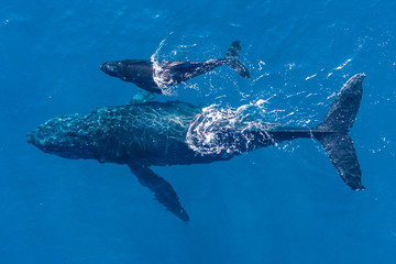 Humpback whales photographed with drone off the coast of Kapalua, Hawaii. Mother whale and her calf...