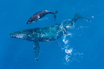 Humpback whales photographed with drone off the coast of Kapalua, Hawaii. Mother whale and her calf...