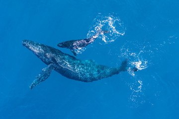 Humpback whales photographed with drone off the coast of Kapalua, Hawaii. Mother whale and her calf...