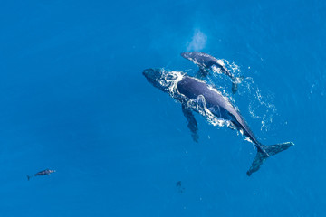 Humpback whales photographed with drone off the coast of Kapalua, Hawaii. Mother whale and her calf...
