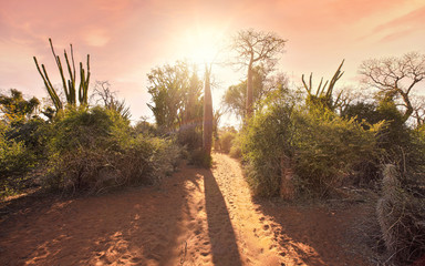 Fototapeta na wymiar Forest with small baobab and octopus trees, bushes and grass growing on red dusty ground, strong sun backlight orange sky