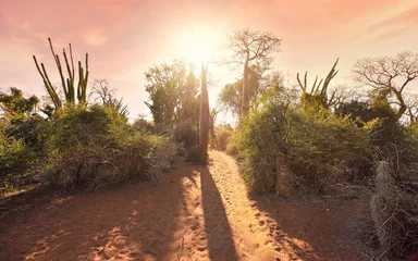 Fotobehang Forest with small baobab and octopus trees, bushes and grass growing on red dusty ground, strong sun backlight orange sky © Lubo Ivanko
