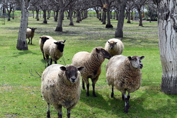 Seven sheep in large orchard