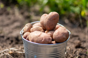 Potatoes in metal bucket at the vegetable garden