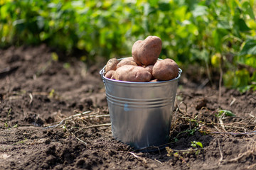 Potatoes in metal bucket at the vegetable garden