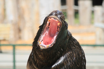 Seehund reißt das Maul auf
