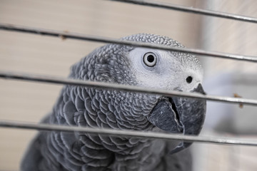 Fototapeta premium A red tailed grey parrot (Psittacus erithacus) in a cage looking curious straight at the camera