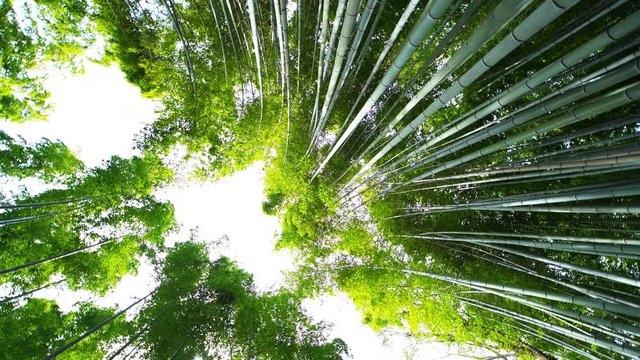 Kyoto, Japan low wide angle view looking up of Arashiyama bamboo forest grove canopy park pattern of many plants on spring day with green foliage color 360 roll 