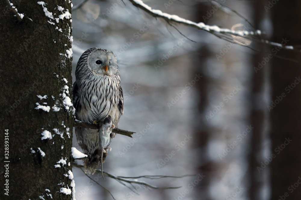 Wall mural ural owl (strix uralensis) with catched prey