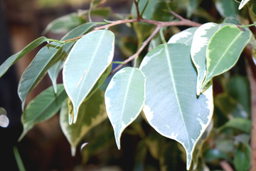 birch leaf texture, green foliage background