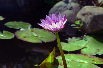 Close-up of a water lily in a Japanese garden pond
