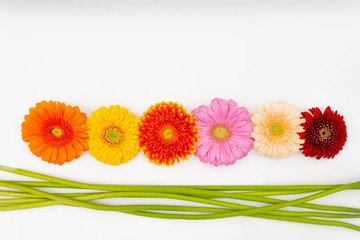 some differently coloured Gerbera flowers lie next to each other on a white base and next to them lie the green stems