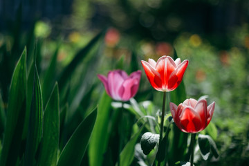 Beautiful red and pink tulips in a spring garden.