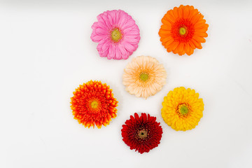 some differently coloured Gerbera blossoms lie side by side on a white base