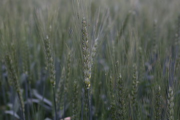 Field of young wheat seedlings