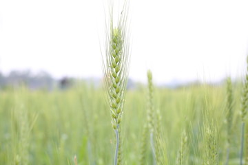 Young Wheat Growing at Agriculture Field