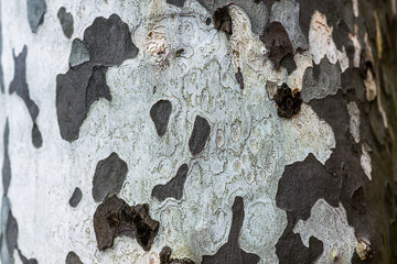 Embossed tree bark texture Old tree vintage wooden background