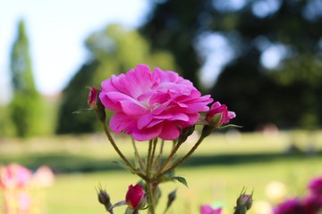 Rose flower in a garden