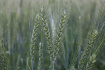 Young Wheat Seedlings Growing In A Soil