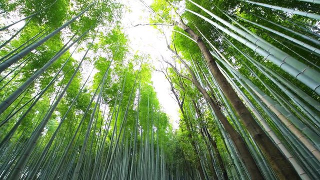 Kyoto, Japan low angle view looking up of Arashiyama bamboo forest grove canopy park pattern of many plants on spring day with green foliage color panning roll 