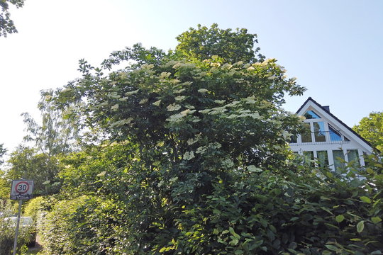 Holunderbusch