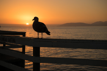 Möwe im Sonnenuntergang
