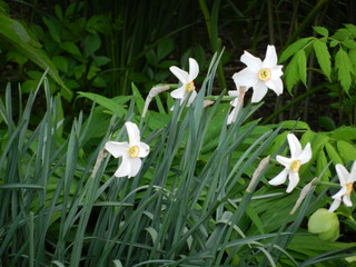 daphodils