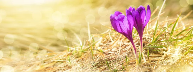 Fotobehang Krokus Spring background, banner, panorama - view of the fresh purple crocuses blossom in the Carpathians mountains on top of the mountain on snow background, closeup with space for text  © rustamank