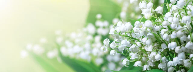  Lelietje-van-dalen (Convallaria majalis), bloeiende lentebloemen, close-up met ruimte voor tekst. Horizontale lente achtergrond, banner, panorama. © rustamank