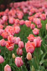 Many pink tulips in the flowerbed