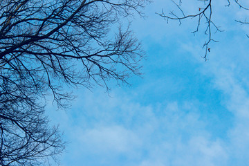 Fototapeta na wymiar Tree branches against the blue sky. Abstract nature background, space for text.