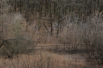 Forest. Nature, spring concept. Dark forest background.Trees without leaves, cropped shot. 