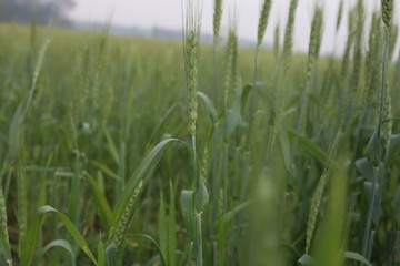 The Green wheat field free