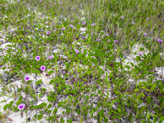 Restinga area in Itacoatiara with pink flowers called Ipomea is found in restinga ecosystems, on the most preserved beaches in Brazil.