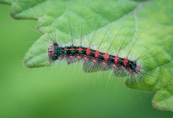 Macro picture of a very beautiful caterpillar with various colors and hairs on a leaf