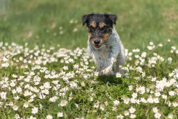 Jack Russell Terrier dog in springtime in the forest in a sea of beautiful anemones