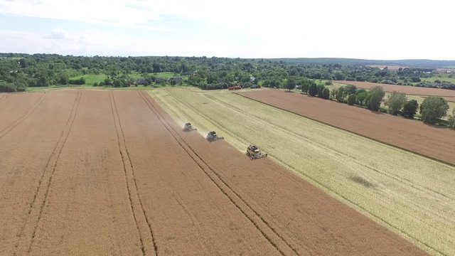 Rapeseed harvesting by combine on summer field