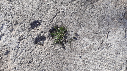 Comiendo Maleza Eating Weed