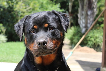 portrait of rottweiler