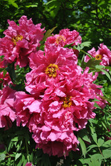 Bright pink terry peony flowers, soft green blurry leaves background