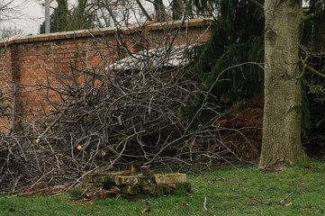 Tree climber cutting a wallnut tree in the garden