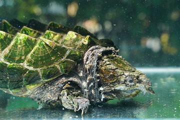Alligator Snapping turtle under water