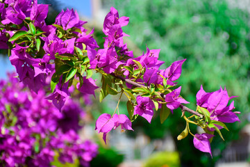Branch of beautiful pink bougainvillea flowers. Delightful purple Bougainvillea flowers.
