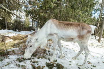 renifer © Marcin