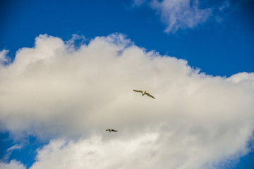 Fototapeta na wymiar biała mewa piękny ptak lata po niebie nadmorskim