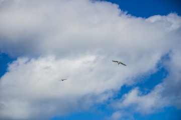 Fototapeta na wymiar biała mewa piękny ptak lata po niebie nadmorskim