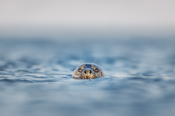 Curious grey seal with head above the surface