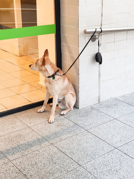 Tied Sad Dog Outside A Store, No Dogs Allowed