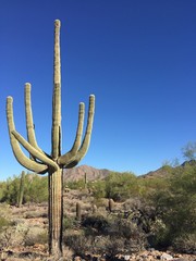 cactus in desert